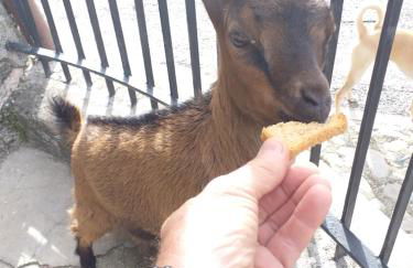 Agriturismo campagna in compagnia - Foto 34