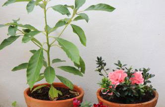 casa de sintra - Foto 24