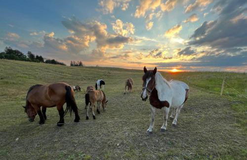 Leśny Zakątek - Mazury - Warmia - jezioro Dadaj - Foto 6