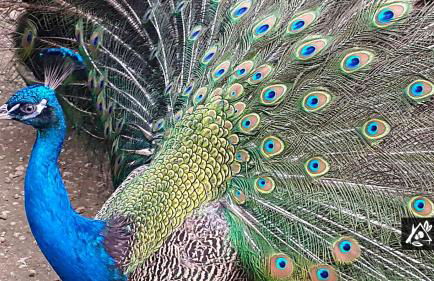 Quinta do Paraíso - Photo 40