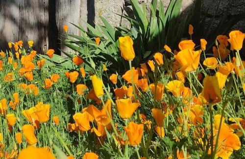 WITERICUS hospedaxe - Photo 10