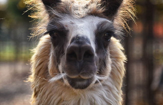 Agriturismo Corte Benetti - Foto 56