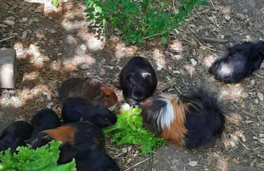 Gîte à la ferme - Foto 6