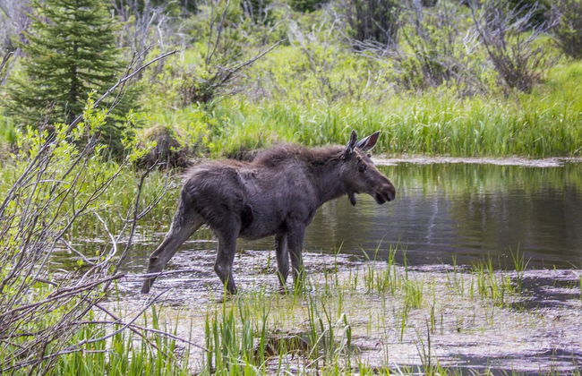 Family-friendly Ranch Style Home near Boyd Lake! - Foto 14