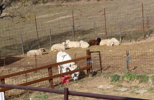 Agriturismo Natura e Gusto fattoria didattica - Foto 11