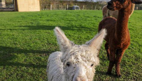 Wiltshire Weavers Hut - Foto 3