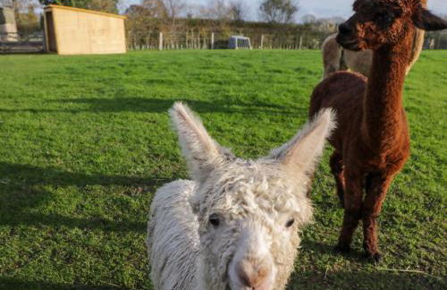Wiltshire Weavers Hut - Foto 3