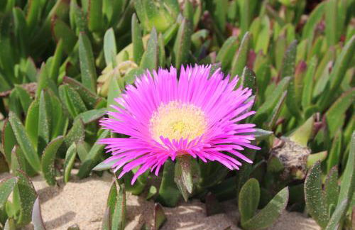 Villa Boa Vista Sul - Terra da Eira - Raposeira - Foto 49