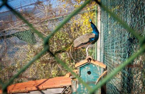 Refúgio de pedra remoto em Espadanedo - Foto 21