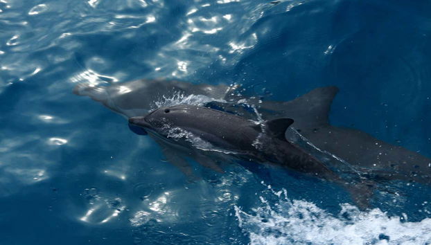 Boat Ride + Snorkeling at Sancho Beach - Foto 5