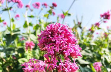 Cosy Beachside Cottage 100m from Challaborough Beach - Foto 22