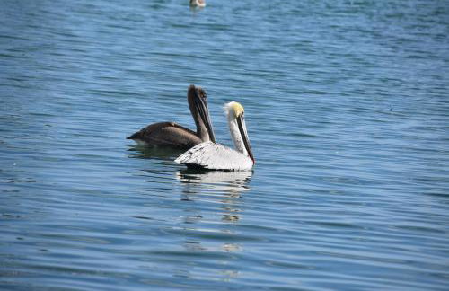 Pelican's Roost, Waterfront comfort at Venture Out - Foto 55