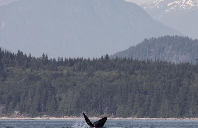 6 Hour Whale and Wildlife Boat Tour - Foto 8