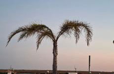 Apartamento Matilde - Foto 23