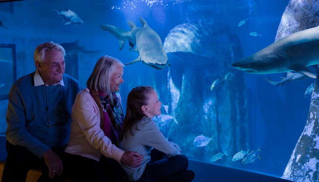 Mirad, ¡un tiburón!