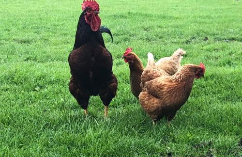 Little Stables Cottage - Photo 30