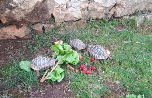 Apartman Aleks - Foto 10