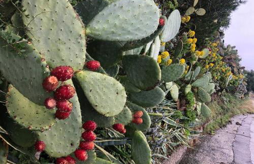 Casa Spisidda Appartamento monolocale "Vulcano" per 4 persone con vista sulle Eolie - Foto 30