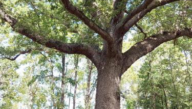 Les Murmures du Lac - Foto 5, Garden