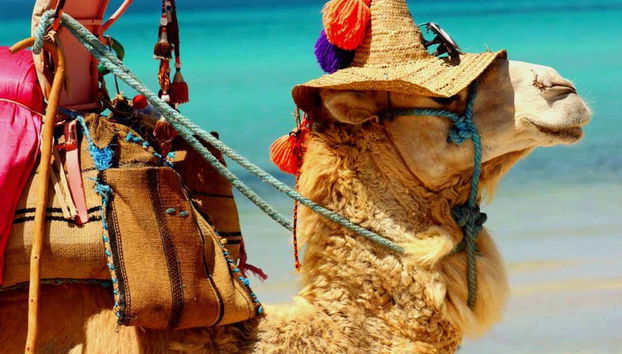 Um camelo com um chapéu típico de Djerba