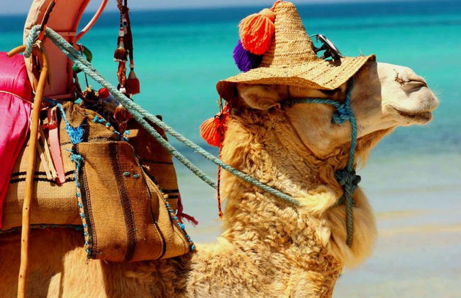 Djerba Lagoon Camel Ride - Foto 5