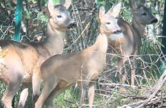 Dimora del Capriolo - Foto 26