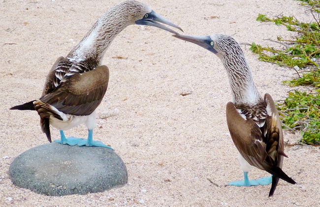 North Seymour Island Full Day Tour - Photo 4
