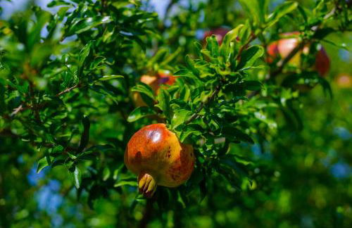 Alethea's Sea View Apartment - Foto 72