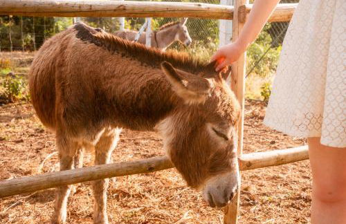 Quinta das Almas - Photo 18