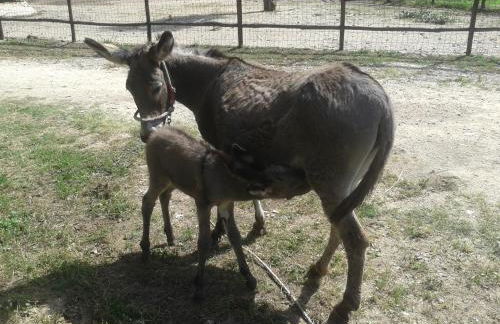 Agriturismo Frantoio Mafrica - Foto 23