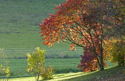 Landurlaub Wittmann - Foto 32