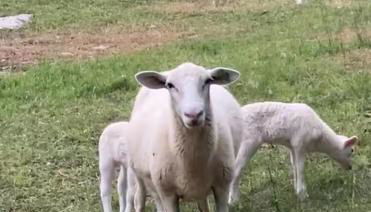 Lakeside Serenity Your Perfect Getaway Gallatin - Foto 3