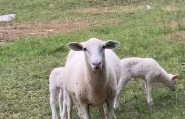 Lakeside Serenity Your Perfect Getaway Gallatin - Photo 3