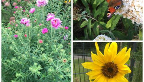 Ferienhaus mit Terrasse - Insel Usedom - Foto 4