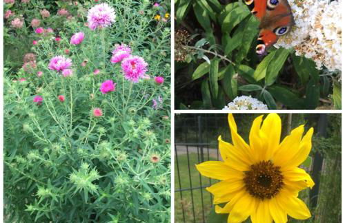 Ferienwohnung mit Terrasse - Insel Usedom - Foto 6