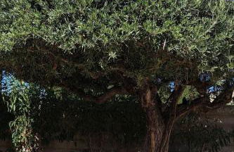 Un petit coin de paradis à Casa Bébé - Foto 18