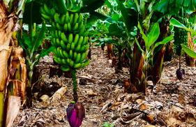 Poncio Home - Foto 56