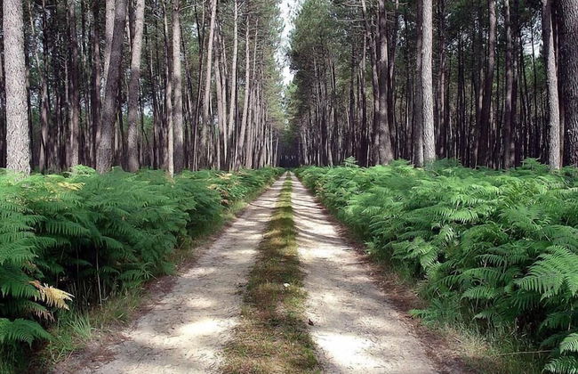 Rêve en famille - Foto 19