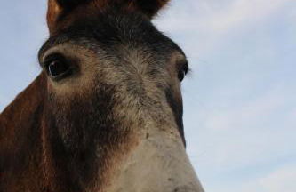 Maremma che vista! - Foto 39