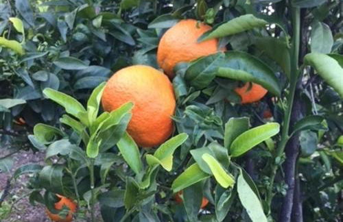 Sunny hillside casita in Guaro - Foto 25