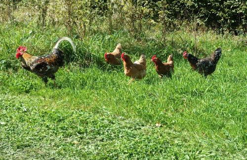 Haus im Grünen - Aktiv-Card Partner! - Photo 43