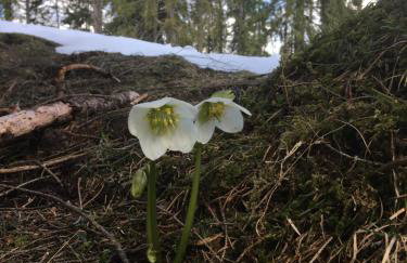 Ferienwohnung Edelweiß - Haus Martin - Foto 16