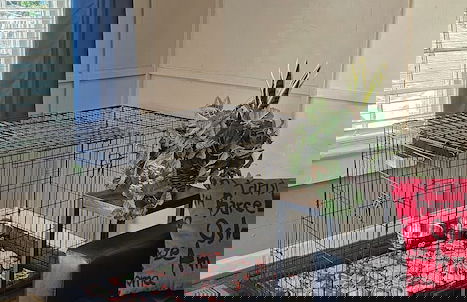 4 Minutes to Downtown by the Atlanta Beltline Trail in the Cabbagetown Neighborhood - Foto 76