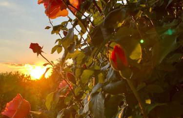 Freistehender Bungalow in Marktbreit in Traumlage mit großem Garten - Foto 8