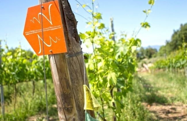 Valdonica Winery & Vineyard Residence - Foto 47