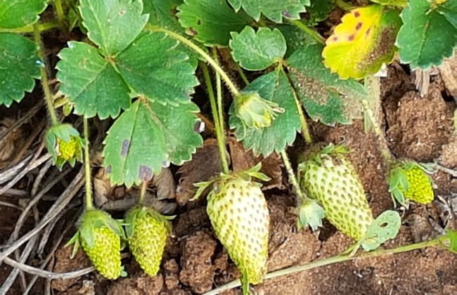 Le Radici Casa Vacanze - Foto 55