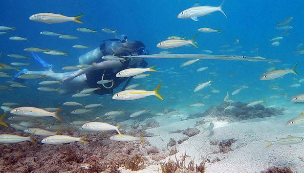 San Juan Diving Experience - Foto 2