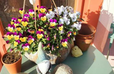 Les Chanterelles La souris des champs - Foto 60