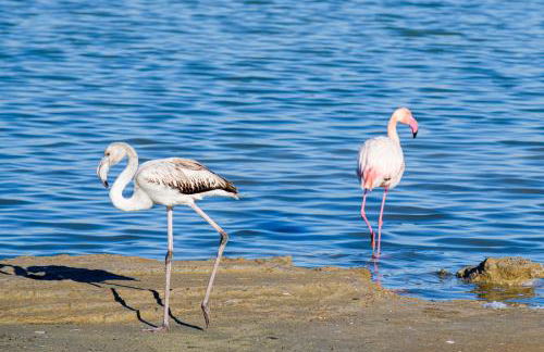 Le Cabanon de Virginie - Foto 18