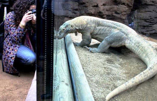 Zoo de Barcelona - Foto 4